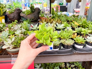 lowes succulents a 2021 1625075706 1625075707