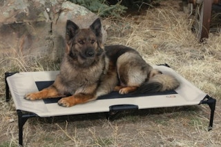 lifestyle image of a dog on an elevated bed outdoors