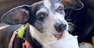 dog eating puppuccino dog treat from starbucks