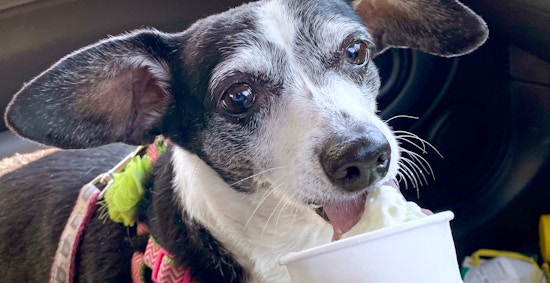 dog eating puppuccino dog treat from starbucks