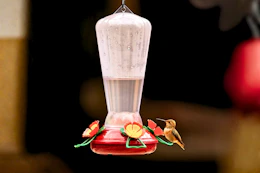 Lifestyle image of a Hummingbird feeder being used in action