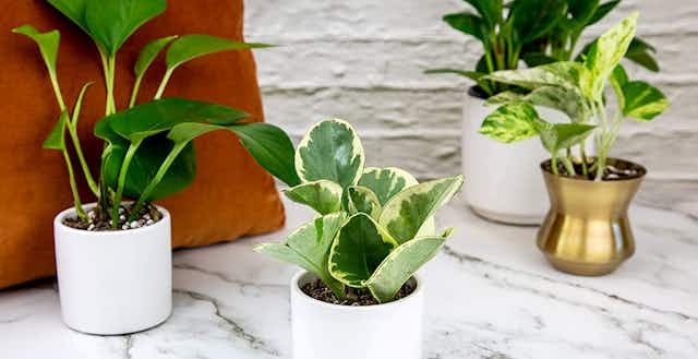 8 Best Houseplants for Growing an Indoor Garden (For Cheap!) card image