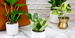 variety of small houseplants on counter