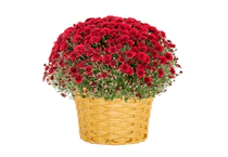 Better Homes & Gardens Mum