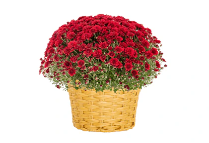 Better Homes & Gardens Mum