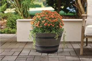 The-Home-Depot-Vigoro-whiskey-barrel-planters