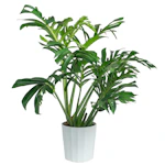 Plant Pot