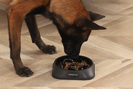 Amazon Pet Deal: Slow Feeder Dog Bowl, Just $4.99 card image