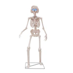 Esther The Skeleton