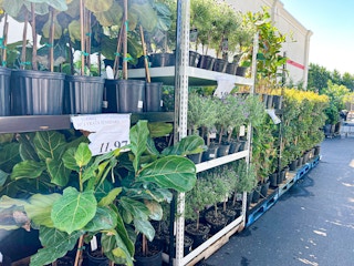 costo-plant-lyrata-standard-1