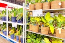 costco-plants