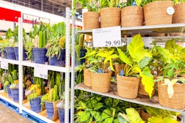 costco-plants