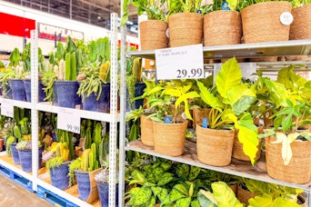 costco-plants