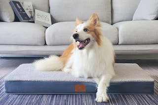 dog bed