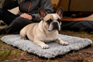 amazon warming pet bed