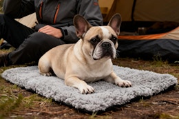 amazon warming pet bed