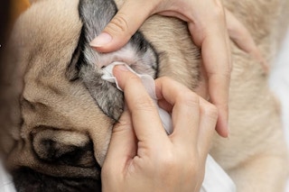 Pet MD Dog Ear Cleaner Wipes