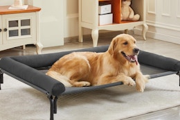 Cooling Elevated Dog Bed, $33 With Amazon Promo Code (Reg. $66) card image