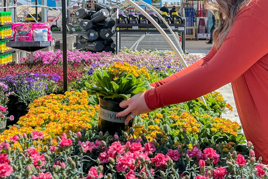 lowes-spring-sale-springfest-deals-perennial-flowers-model-feature