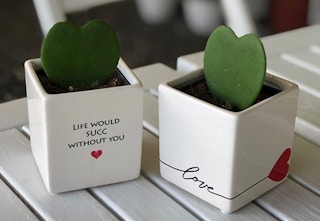 amazon costa plants 2023 1 1675541236 1675541236