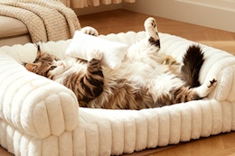 cat laying in sofa pet bed