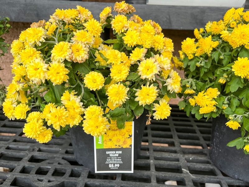 Fall Hardy mums for sale outside a store