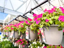 lowes hanging flower baskets