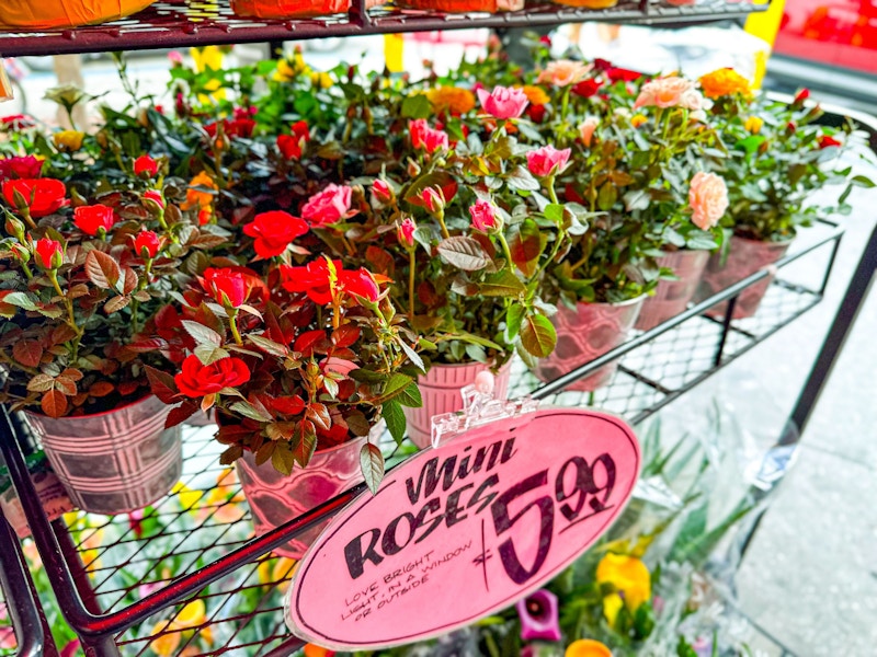 trader-joes-48