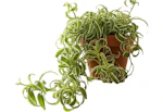 Spider House Plant