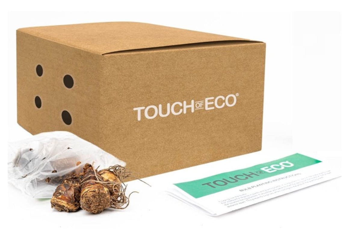 Dutch Iris Flower Bulbs