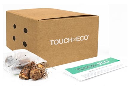 Dutch Iris Flower Bulbs