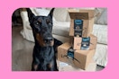 amazon-pet-deals-3