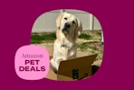 amazon-pet-deals-8