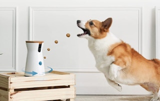 dog-camera-amazon
