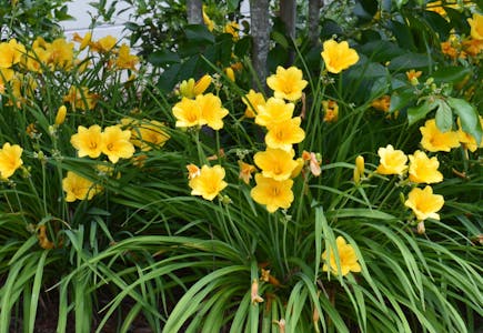 Touch Of Eco Daylily Flower Bulbs