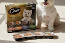 dog food being displayed on floor