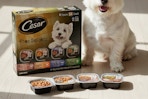 dog food being displayed on floor