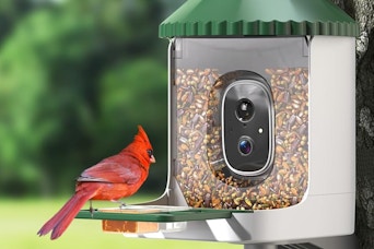 bird feeder with camera