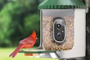 bird feeder with camera