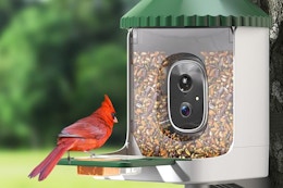 bird feeder with camera