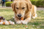 a dog chewing on rawhide bones