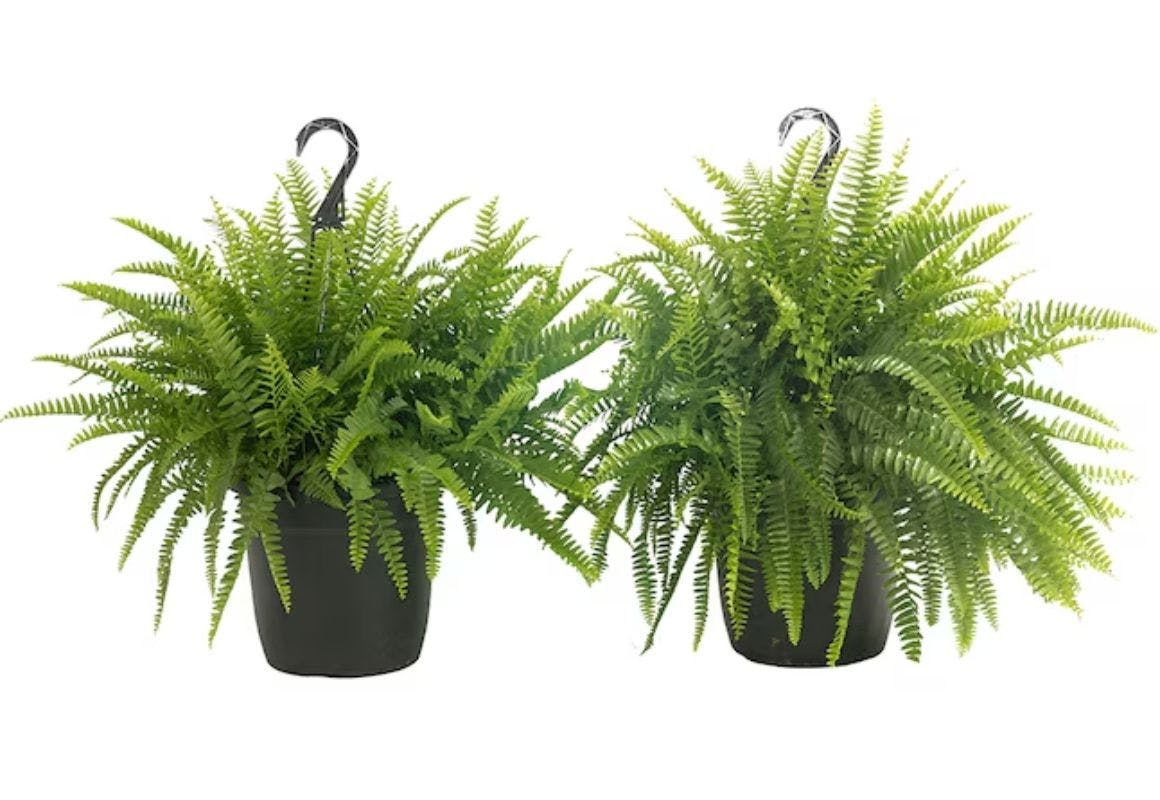 Costa Farms Boston Ferns