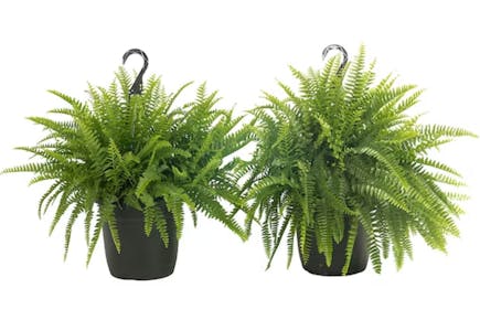 Costa Farms Boston Ferns