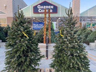 Fresh Cut Christmas trees in front of Lowes