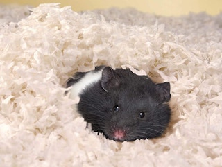 Kaytee Clean & Cozy White Small Animal Bedding