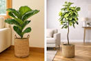 2 lifestyle images of LCG Florals fake trees in woven basket planters