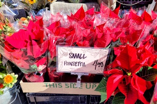 trader-joes-poinsettias-1