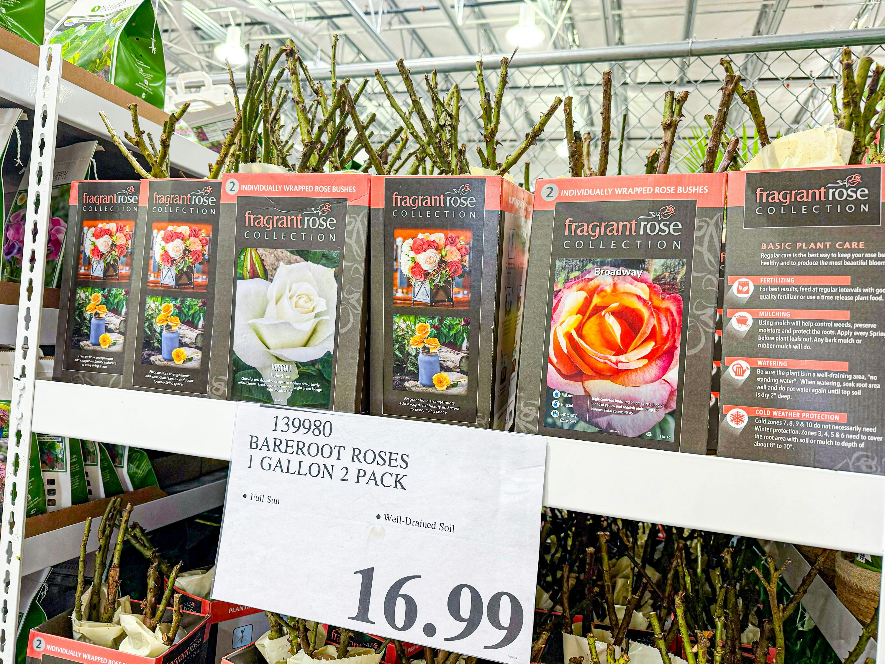 Bareroot Rose Bush Set