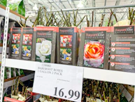 Bareroot Rose Bush Set