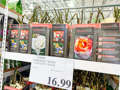 Bareroot Rose Bush Set